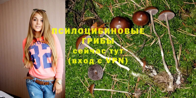 где можно купить наркотик  Алдан  OMG как войти  Псилоцибиновые грибы Magic Shrooms 